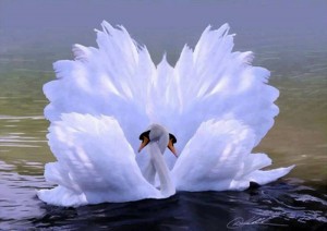 swan