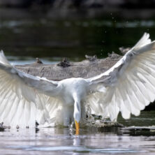 swan